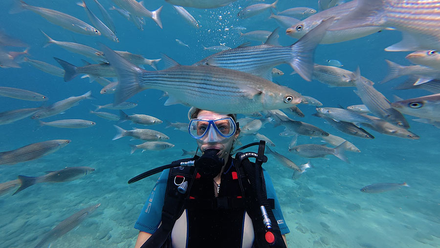 Fish Feeding Try Dive